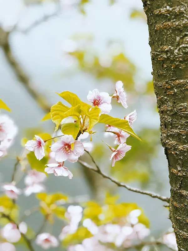 季節の植栽